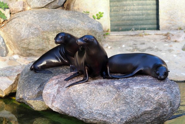 Die Seelöwen Hilla, Sissi und Alice auf Erkundungstour. Foto: Zoo Leipzig
