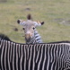 Kleines Zebra schaut über den Rücken seiner Mutter.